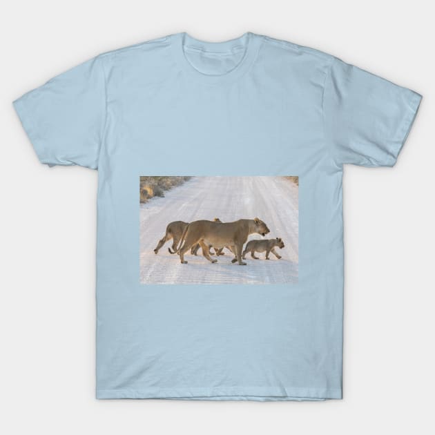 Namibia. Etosha National Park. Lioness with the Cubs Crossing Road. T-Shirt by vadim19